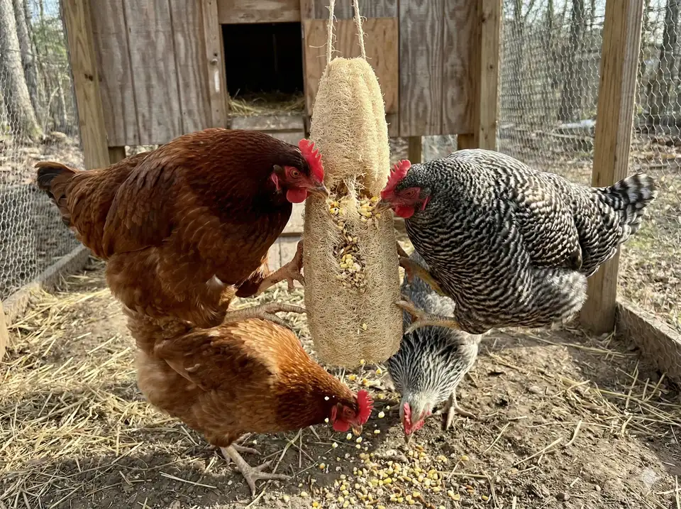 Hens pecking and foraging from loofah feeder
