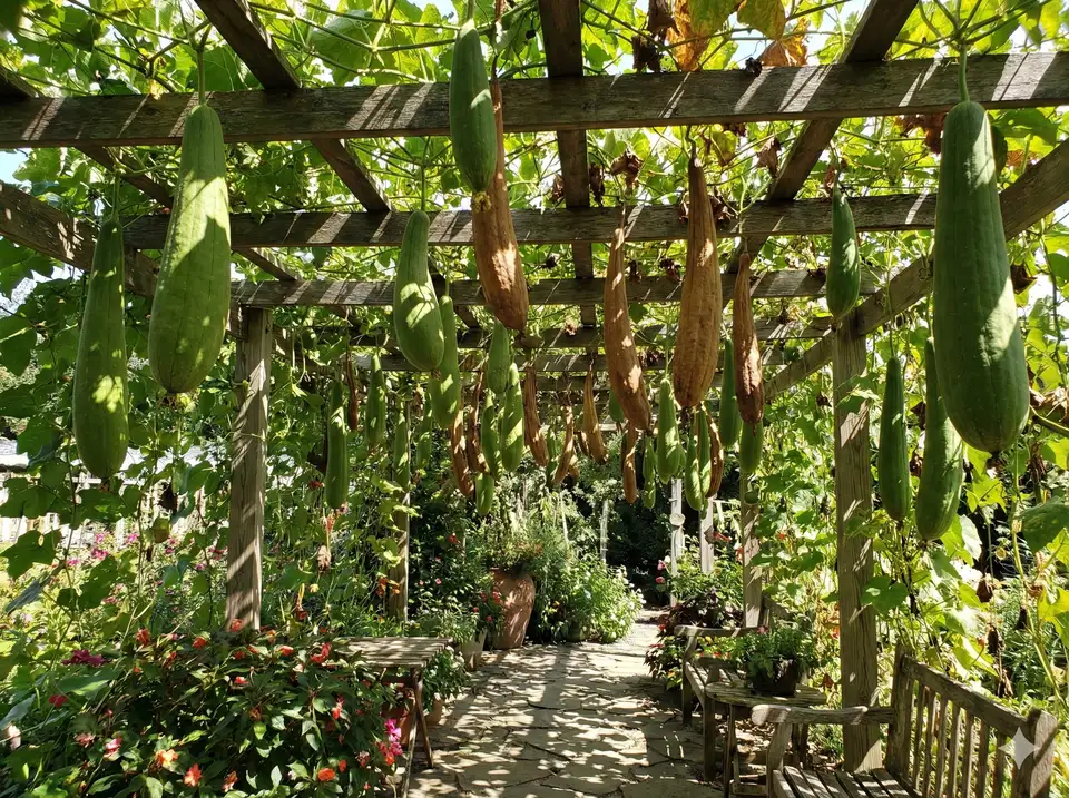Mature loofah gourds hanging from overhead shade structure