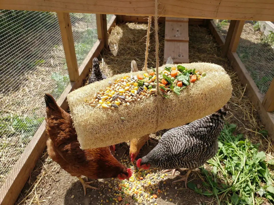 Chickens pecking at hanging loofah treat holder