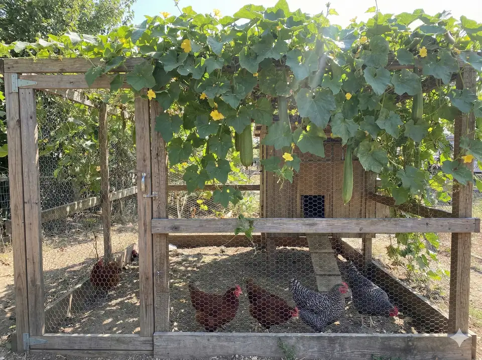 Loofah plants providing natural shade over chicken yard