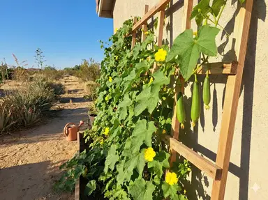 Trellis positioned for afternoon shade in hot climate