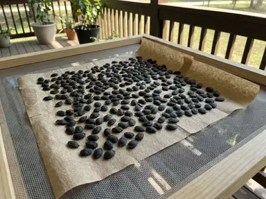 Drying loofah seeds on paper towel before storage