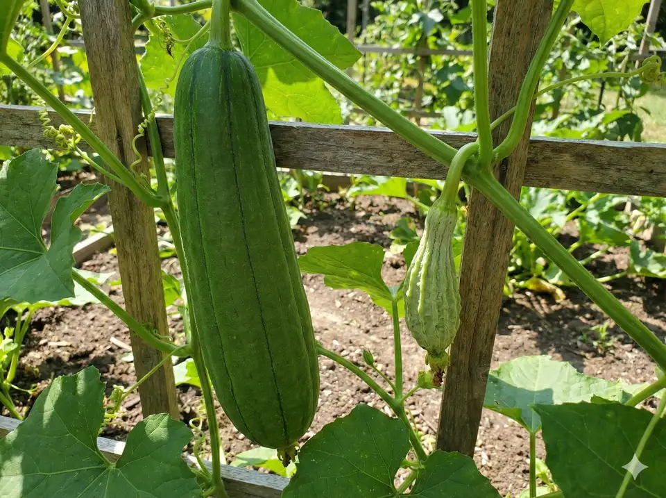Comparison of healthy full-size loofah vs stunted small fruit