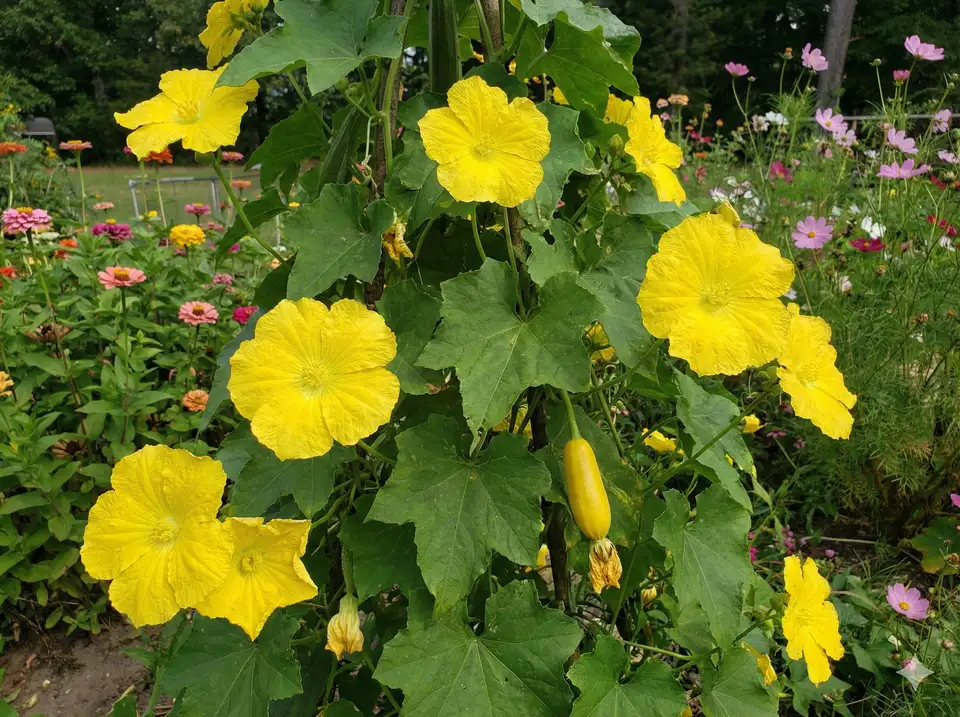 Lack of bee pollinators visiting loofah flowers