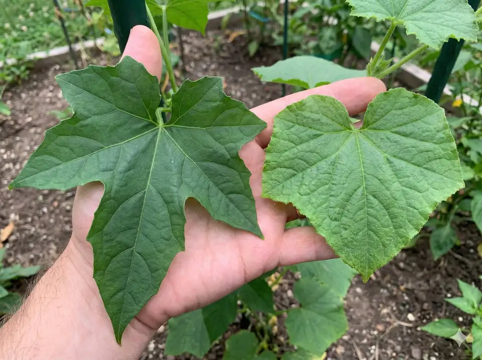 Comparison of loofah and cucumber leaf shapes