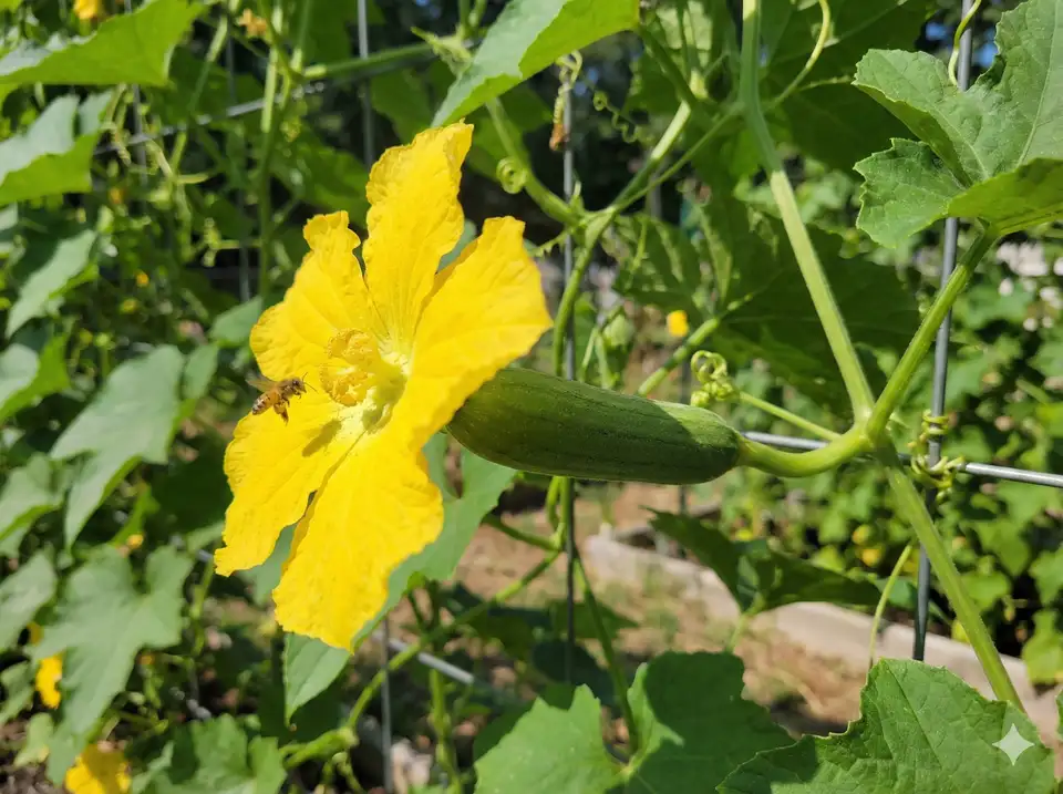 Loofah flower transitioning to young fruit showing pollination success