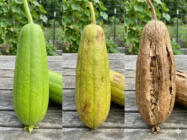 Luffa color change progression from green to brown showing ripeness stages
