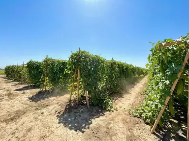 Luffa garden in full sun location
