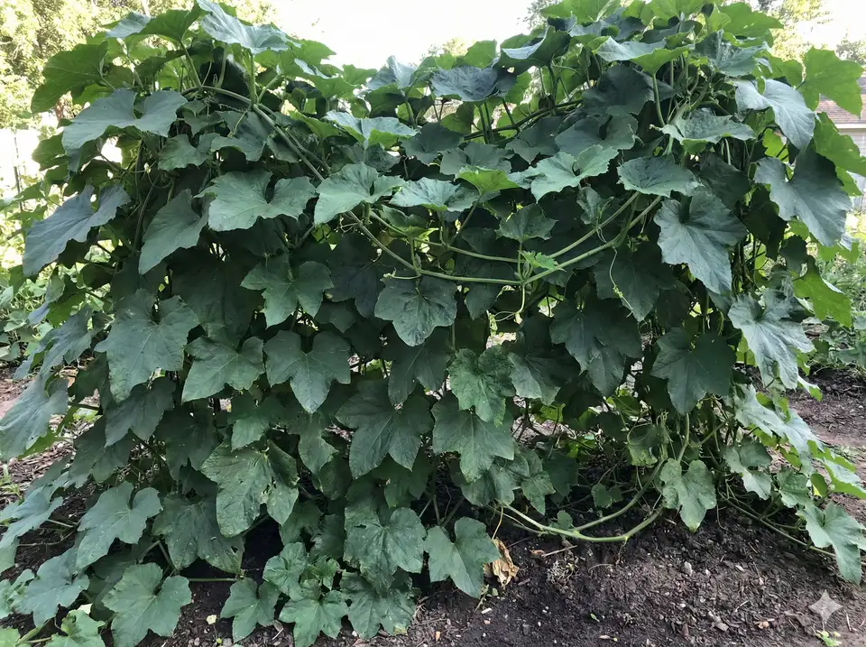 Loofah plant with excessive nitrogen showing lush foliage but no flowers