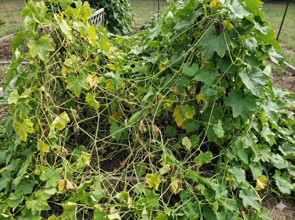 Overcrowded loofah plants with poor spacing affecting growth