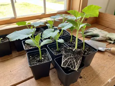 Robust luffa seedlings 4-6 inches tall with multiple true leaves ready for transplanting