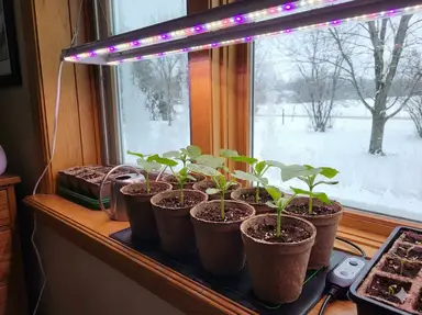 Starting loofah seeds indoors by a sunny window