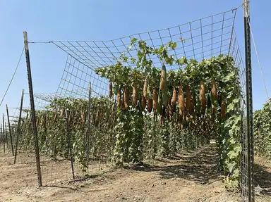 Sturdy metal trellis frame for loofah vines
