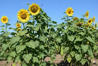 Tall sunflowers providing natural trellis support and attracting pollinators near luffa plants