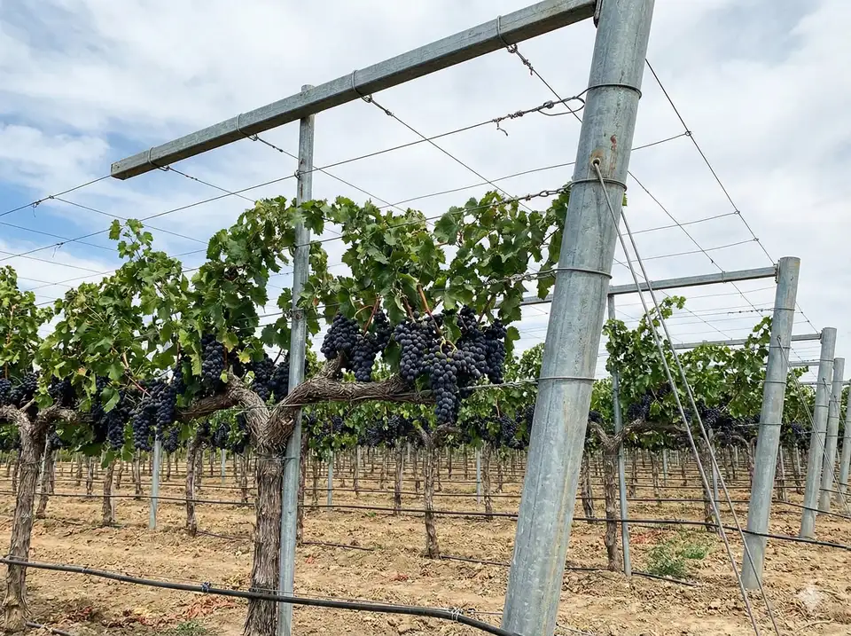 Heavy-duty garden arch trellis for loofah vines