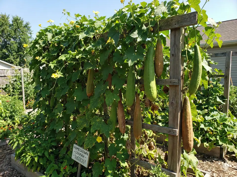 Thriving loofah plant in garden with mature fruits growing