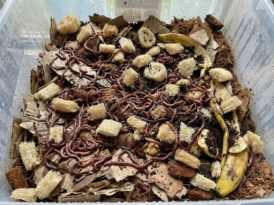 Red wiggler worms processing shredded loofah in worm bin